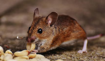 24 Hour & Emergency Exterminators in Canadohta Lake, PA